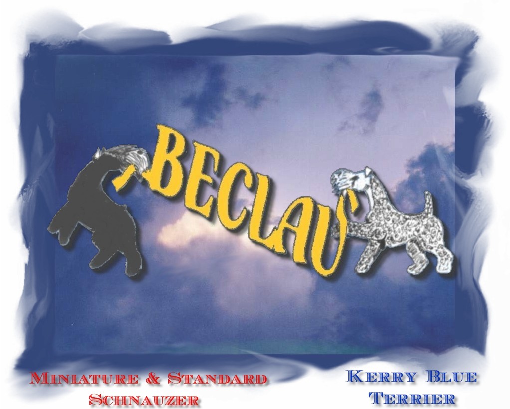 Allevamento Beclau - Kerry Blue Terrier e Schnauzer