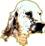 testa.gif (3297 byte)