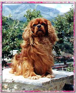 King Charles Spaniels All Del Comte D Eau
