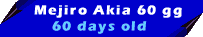 akis1.gif (1408 byte)