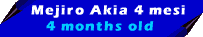 akis2.gif (1360 byte)