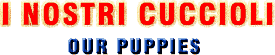 puppies.gif (3455 byte)