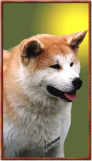 benihiryuu1.jpg (21702 byte)