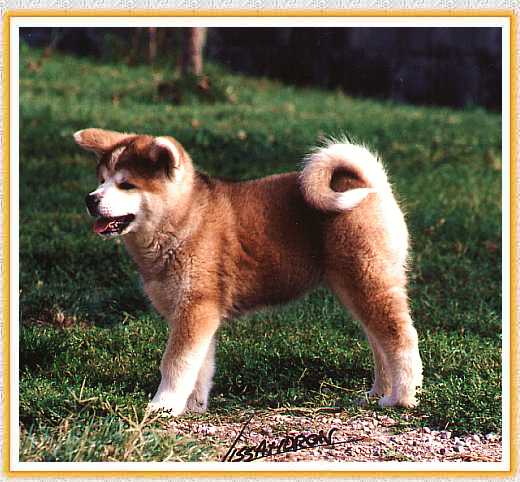 cucciolo1.jpg (43010 byte)