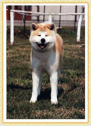 Musashiryo-Go-Shirai photo