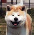 musa.jpg (3508 byte)