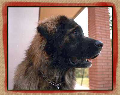 balou.jpg (14989 byte)