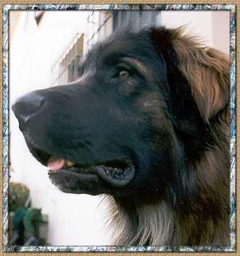 balou2.jpg (15794 byte)