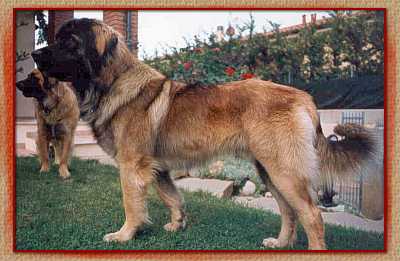 balou2.jpg (17911 byte)
