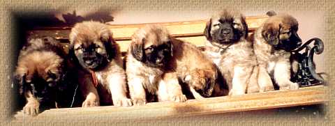 Leonberger puppies