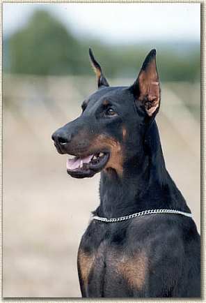nala.jpg (12749 byte)