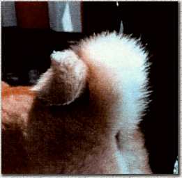 coda1.jpg (8285 byte)