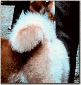 coda2.jpg (10819 byte)