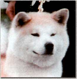 testa1.JPG (8444 byte)