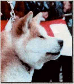 testa2.jpg (10055 byte)