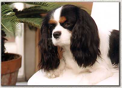 Nanettedei Comte d'Eau