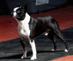 img2.gif