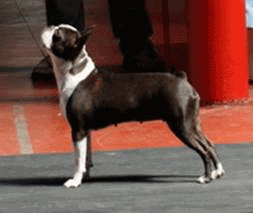img4.gif