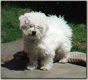 rugiadar1.jpg (11478 byte)