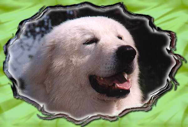 Pastore Maremmano Abruzzese