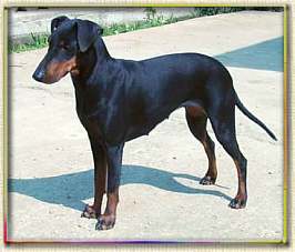 birba1.jpg (11344 byte)