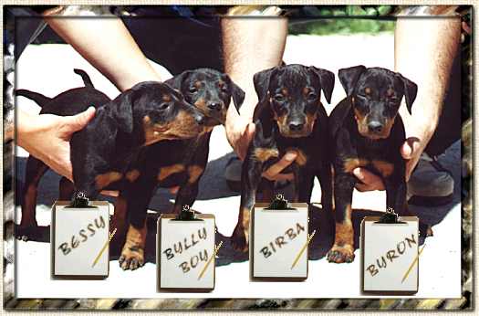 THE PUPPIES