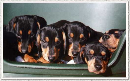 puppies