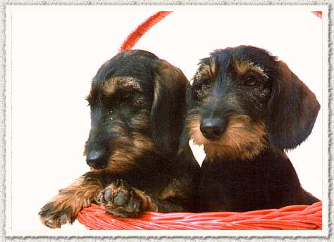 Puppies
