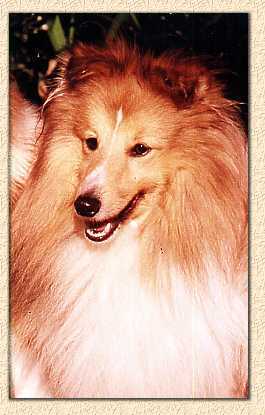 Whisky photo