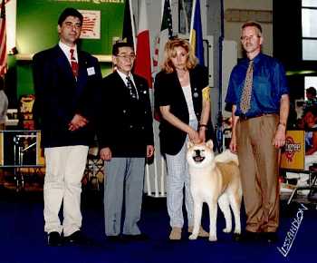 akita1.jpg (16416 byte)