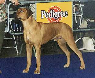 rhidesian1.jpg (15478 byte)
